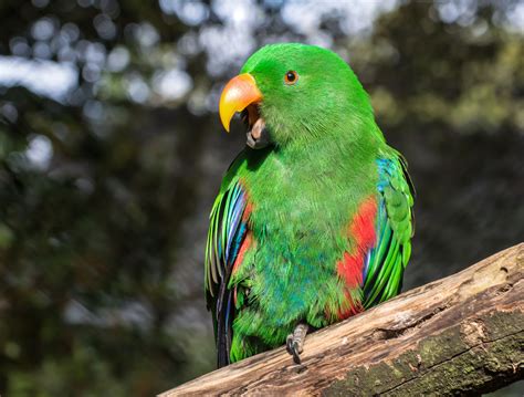 green parrot photo|pictures of small green parrots.